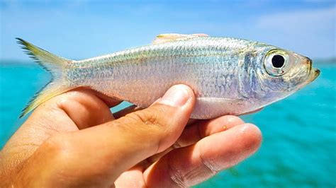 Fishing with Live Pilchards to Catch Mangrove Island Snook - FOGOLF - FOLLOW GOLF