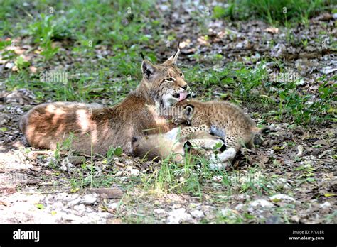 Lynx with cub Stock Photo - Alamy