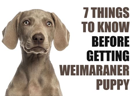 What You Should Know Before Adopting a Weimaraner Puppy