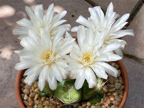 Cactus with White Flowers