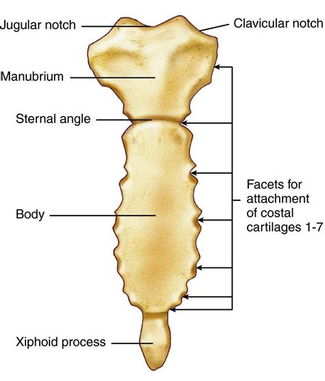 Which Part of the Clavicle Articulates With the Manubrium