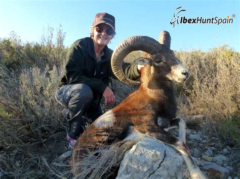 IBERIAN-MOUFLON-SHEEP-EUROPEAN-MOUFLON-2014 (3) | Ibex Hunt Spain