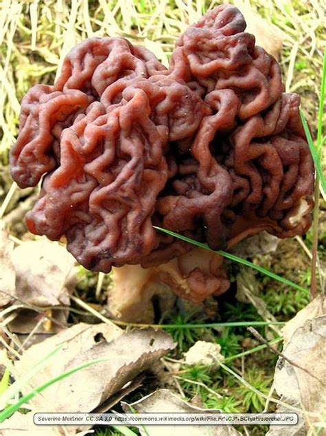 The Potentially Dangerous False Morel Mushroom - Virily