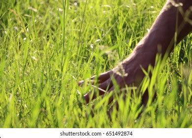 Mans Right Hand Touching Grass Dew Stock Photo 651492874 | Shutterstock