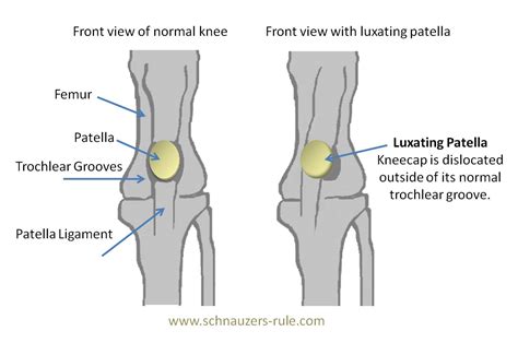 Luxating Patella in Dogs