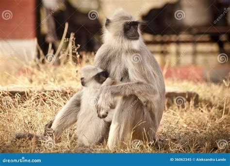 Gray Langur Also Known As Hanuman Langur Stock Image - Image of summer ...