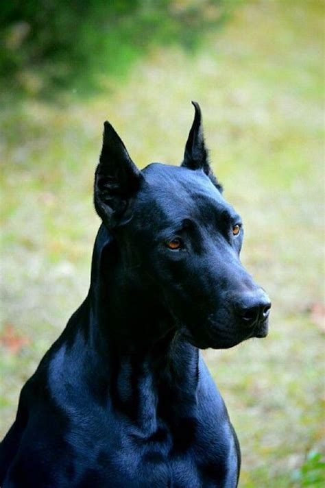 15 Adorable Doberman Mixes: Black, Brown, and Awesome All Over! | Doberman puppy, Doberman mix ...