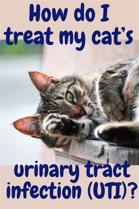 How Do I Treat My Cat’s Urinary Tract Infection (UTI)? | Cat uti, Cats, Beautiful cats pictures