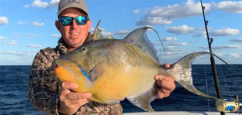 Fish Rules - Triggerfish, Queen in FL State + Fed Waters