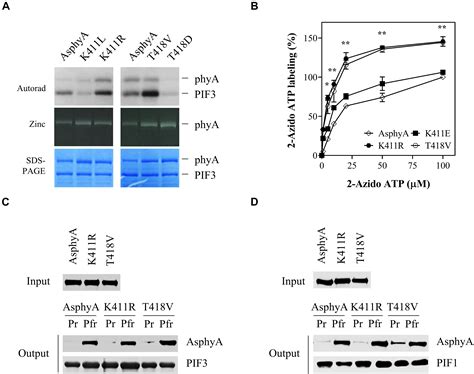 Frontiers | Protein Kinase Activity of Phytochrome A Positively ...