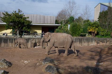 Asian Elephant in the Enclosure at Chester Zoo Editorial Photo - Image of legs, united: 246141601