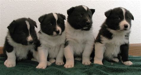 Karelian Bear Dogs - Rockin' JC Ranch, Gunnison CO