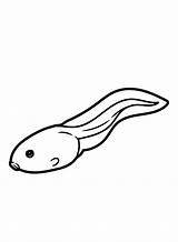 Dibujos Para Colorear De Renacuajos  PDF Imprimible Gratis Y sketch template