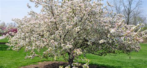 The Many Benefits of Growing Crab Apples