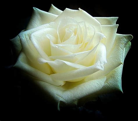 White Roses: Meaning & History | Flower Glossary