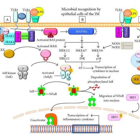 Under normal physiological conditions, mucin secretion occurring at a ...