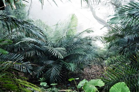 Trees bush in forest — Stock Photo © zhudifeng #72811483