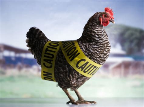 Bird flu suspected at Alabama poultry farms