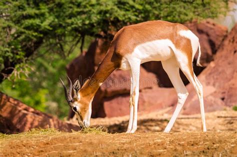 Dama gazelle stock image. Image of animal, creature - 106446375