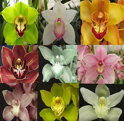 cymbidium orchid colors | ORCHIDS | Pinterest