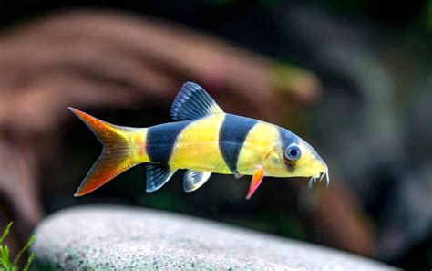 Clown Loach (Chromobotia Macracanthus): Ultimate Care Guide - Fish Laboratory