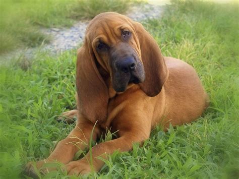 Bloodhound Breed Guide - Learn about the Bloodhound.