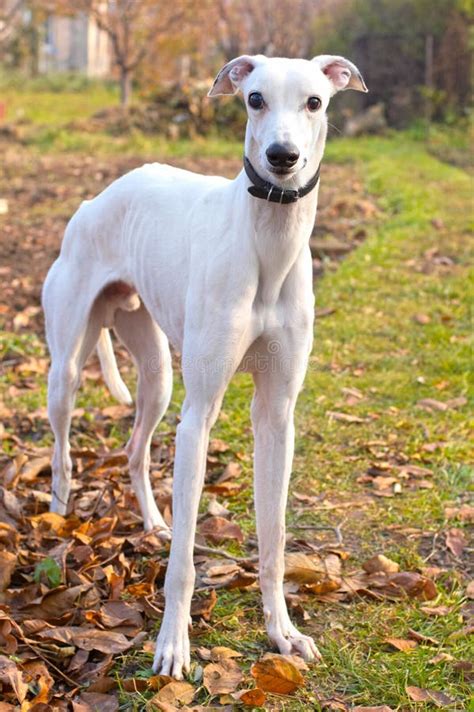 Whippet Hund stockfoto. Bild von glücklich, kopf, windhund - 14749014