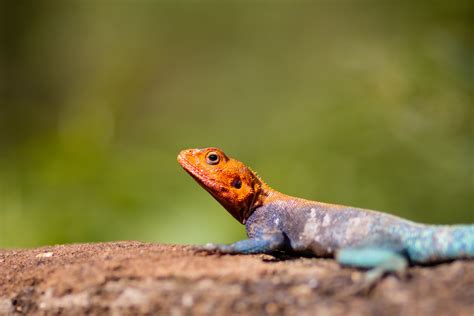 Agamidae Photos, Download The BEST Free Agamidae Stock Photos & HD Images