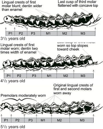 Counting antler points | Deer hunting tips, Whitetail deer hunting, Deer hunting