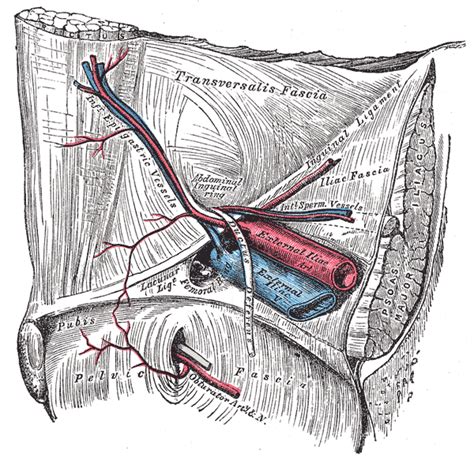 External iliac artery - wikidoc