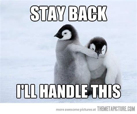 TheMetaPicture.com | Penguins funny, Baby penguins, Cute penguins