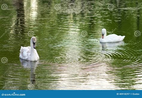 Image of two swans stock image. Image of gentle, ecology - 40918297