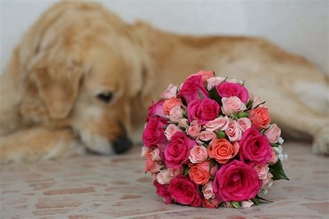 Free picture: dog, wedding bouquet, romantic, bouquet, roses, flower, decoration, arrangement ...