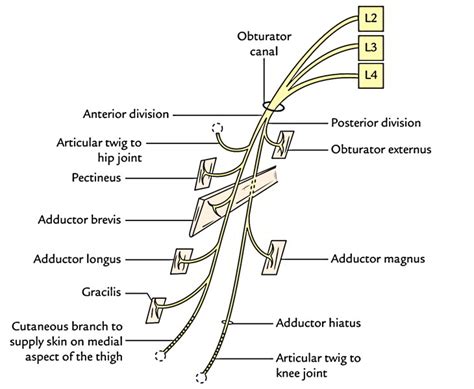 Easy Notes On 【Obturator Nerve】Learn in Just 4 Minutes!