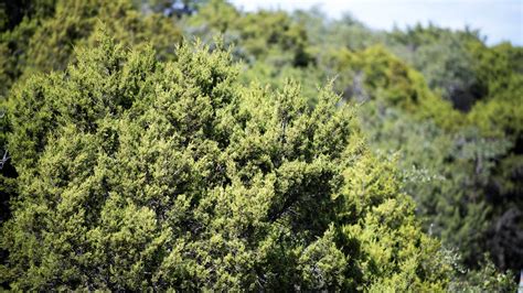 Allergy Alert: Cedar pollen count is at the highest this season so far | kvue.com