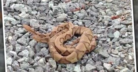 Outbreak Of Copperhead Bites With Snakes On The Move