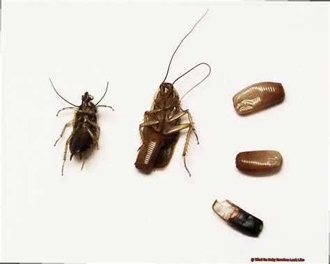 What Do Baby Roaches Look Like? - All About Roaches