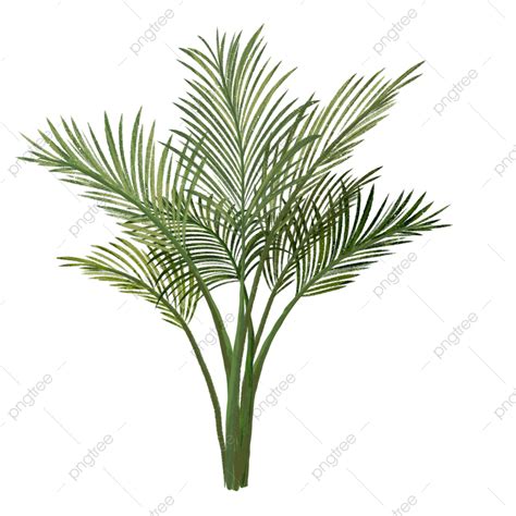 Areca Palm PNG Transparent, Areca Palm Tree, Plant, Leaves, Palm PNG Image For Free Download