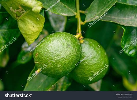 2,394 Citrus Aurantifolia Images, Stock Photos & Vectors | Shutterstock