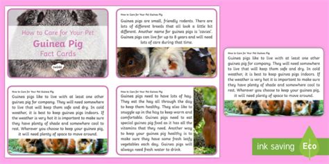 How to Care for Your Pet Guinea Pig Fact Cards