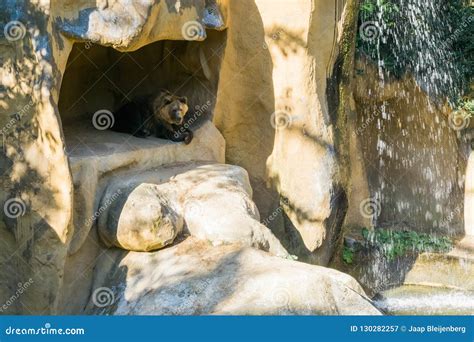 Brown Grizzly Bear Sitting in His Cave in the Mountains with a Beautiful Waterfall Stock Image ...