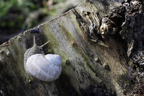 Snail on stump stock image. Image of slippery, invertebrate - 24404345