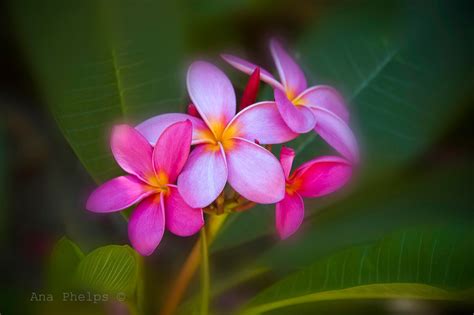 Purple tropical Plumeria flowers. Fine Art Photography.