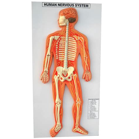 Human Nervous System Model – Medilab Exports Consortium