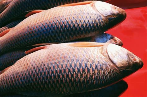 Rohu Fish: Nutritional Profile, Health Benefits- HealthifyMe