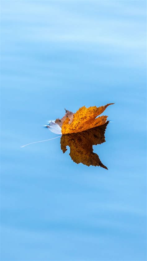 Wallpaper Lake, Autumn, Maple, Leaf + Download Wallpapers 2024