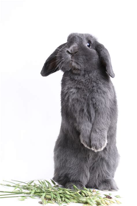 Why do Some Rabbits Have Lop Ears? | Small Pet Select