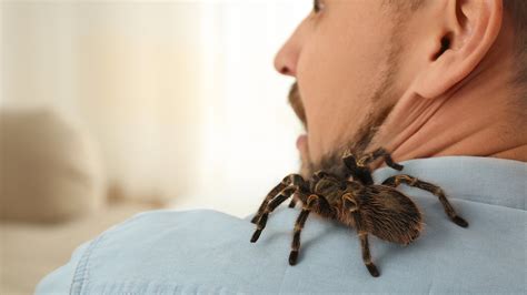 Pet Tarantulas Bite