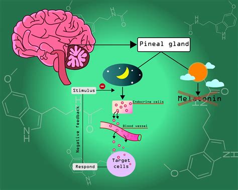 Can You Overdose on Melatonin? | Sprout Health Group