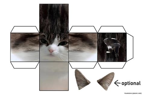 an image of a cat's face with different angles